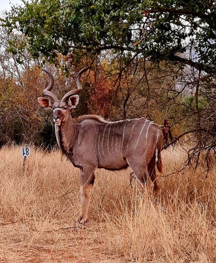 66 Sharalumbi Wildlife Estate Lydenburg Exterior foto