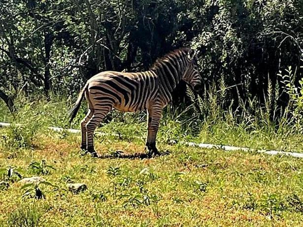 66 Sharalumbi Wildlife Estate Lydenburg Quarto foto