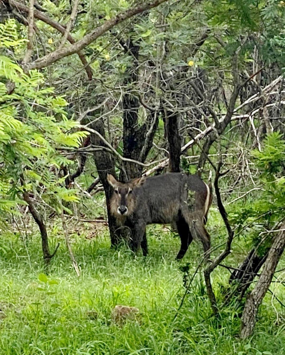 66 Sharalumbi Wildlife Estate Lydenburg Quarto foto